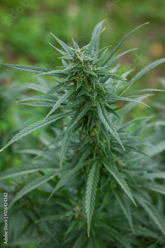 Zdjęcie XXL piękne zdjęcie z bliska marihuany grubego liści