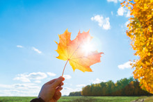 Male Hand Hold Multicolor Maple Leaf Against Clear Blue Sky With Sun Light Rays. Autumn Time Season.
