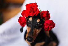 Adorable Small Black Dog With Roses On Its Head