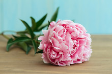 Close Up Of Single Pink Peony Flower On Wooden Table