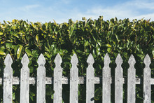 Wood Fence In Front Of  Laurel Hedge