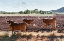 Three Texas Longhorn Bull's Standing In Dirt