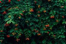 Red Flowers Between Green Leaves