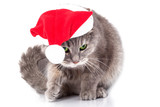 Fototapeta Koty - Cat in Santa Claus's cap