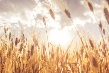 Wheat field, South America, Peru.