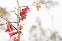 Australian Brachychiton Bidwillii Red Flowers In Spring