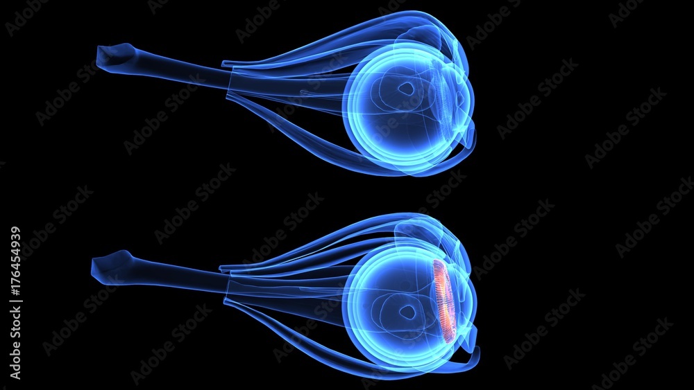 3d illustration human body eye anatomy human body organ