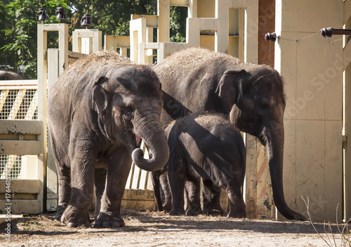 Plakat Rodzina słonie z dzieckiem w zoo, selekcyjna ostrość