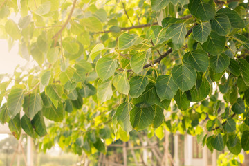 Close up leaft of Bodhi tree with sunlight
