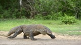 Fototapeta  - Walking Komodo dragon. Scientific name: Varanus komodoensis. 