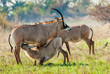 Marriage games of Roan antelope. Birdies participate.The Roan Antelope. Hippotragus equinus.