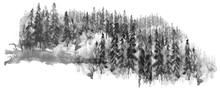 Watercolor Group Of Trees - Fir, Pine, Cedar, Fir-tree. Black And White Forest, Countryside Landscape. Drawing On White Isolated Background.