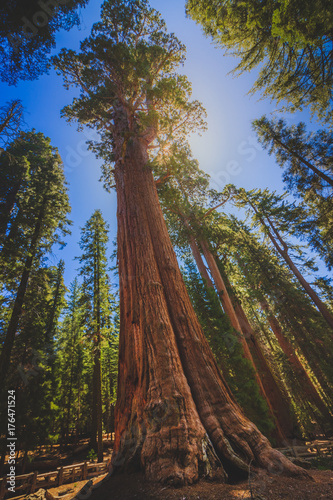 Fotografija  Giant Sequoia Tree