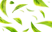 Vector 3d Illustration With Green Tea Leaves In Motion On A White Background. Element For Design, Advertising, Packaging Of Tea Products