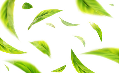 Vector 3d illustration with green tea leaves in motion on a white background. Element for design, advertising, packaging of tea products