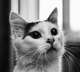 Wall Mural - Cat On Window