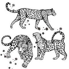 Wall Mural - Set of hand drawn sketch style leopards. Vector illustration isolated on white background.