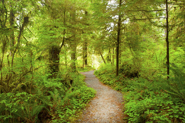 Wall Mural - a picture of an Pacific Northwest forest trail