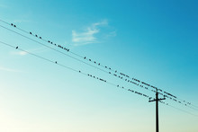 Birds On High Voltage Cables At Sunset