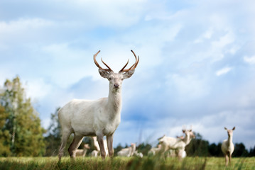 beautiful white color red deer standing on a field