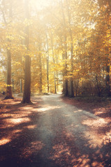 Wall Mural - Herbstwald