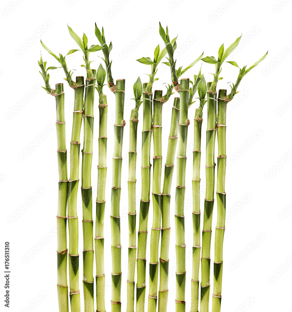 Foto de Stock Bambú en fondo blanco | Adobe Stock, image size:937x1000