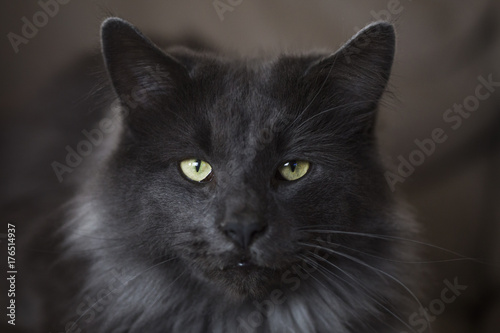 Chat Norvégien Acheter Cette Photo Libre De Droit Et