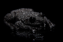 Theloderma Ryabovi, Rare Spieces Of Frog On Black