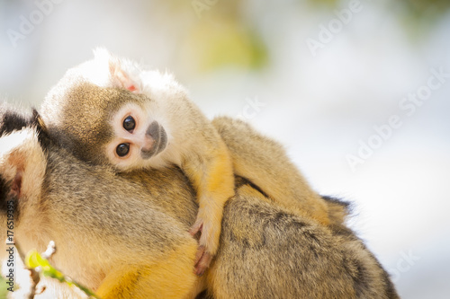 Bebe Singe Saimiri Jaune A Tete Noire Foto De Stock Adobe Stock