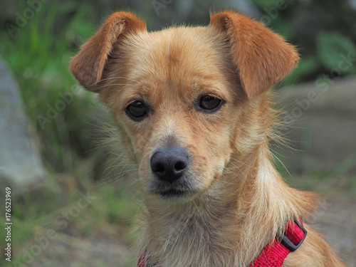 kleiner Hund mit Schlappohren kaufen Sie dieses Foto und finden Sie