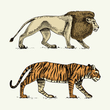 Wild Cats Set, Lion And Tiger Engraved Hand Drawn In Old Sketch Style, Vintage Animals