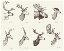 Big Set Of Horn, Antlers Animals Moose Or Elk With Impala, Gazelle And Greater Kudu, Fallow Deer Reindeer And Stag, Doe Or Roe Deer, Axis And Dibatag Hand Drawn, Engraved