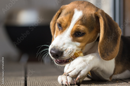 Zdjęcie XXL Młody beagle żujący na uczcie (14 tygodni)