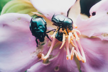 Flower Beetle Macro