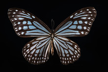 Milkweed Butterfly On Black