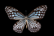 Milkweed Butterfly On Black