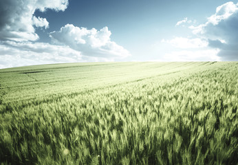 Canvas Print - green wheat field