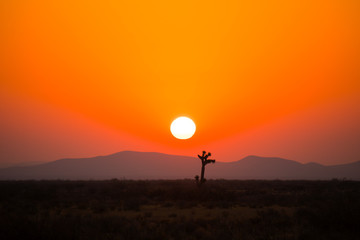 Mojave Desert Sunrise