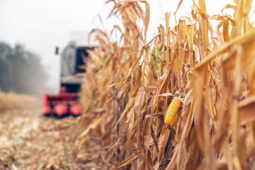 Wall Mural - harvesting corn crop field. combine harvester working on plantat