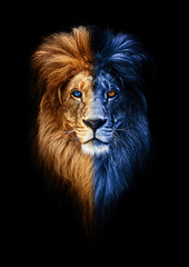 Wall Mural - Portrait of a Beautiful lion, lion in dark, fire and ice