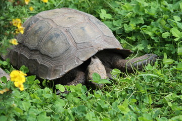 Poster - giant tortoise