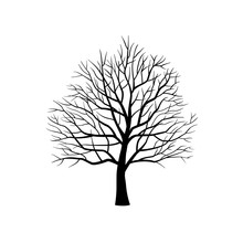 Isolated Silhouette Of Bare Tree Without Leaves On White Background. 