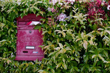 Mailbox Among Green Plants In Italy