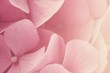 © Laura Stolfi/Stocksy - Extreme close up of pale pink hydrangea flower petals