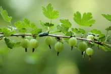Green Gooseberries Hanging On A Branch