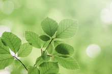Background Of Green Leaves