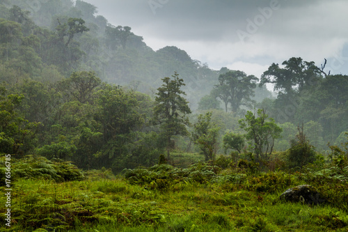 Obrazy dżungla  dzungla-w-poblizu-boquete-podczas-ulewnego-deszczu-panama
