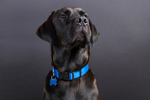Shiny Young Black Labrador Wearing Blue Collar, Looking Away On Black Background