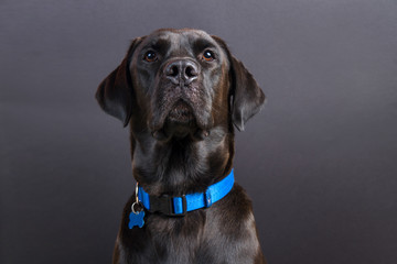 Shiny young black labrador wearing blue collar, looking at camera in serious position on black background