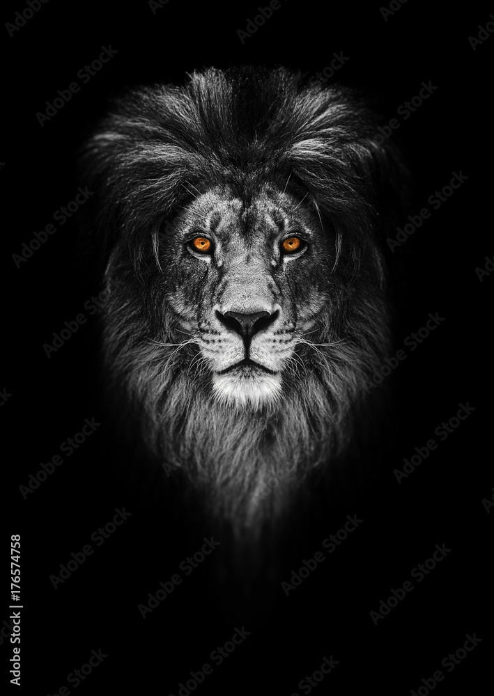 Portrait of a Beautiful lion, lion in dark - obrazy, fototapety, plakaty 